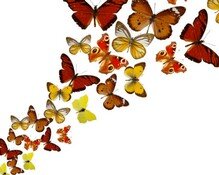Бабочки 004.jpg