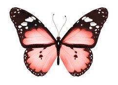 Бабочки 023.jpg
