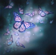 Бабочки 033.jpg