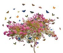Бабочки 043.jpg