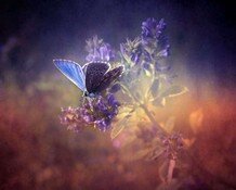 Бабочки 045.jpg
