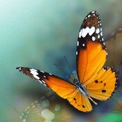 Бабочки 062.jpg